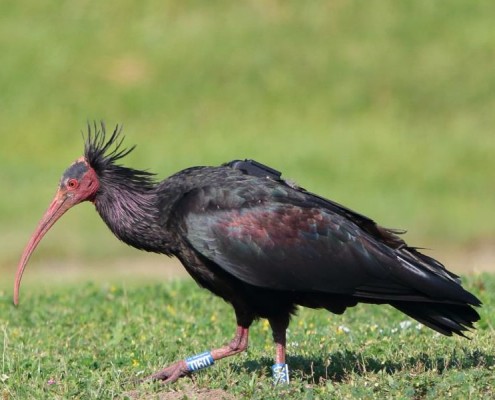 ibis_eremita
